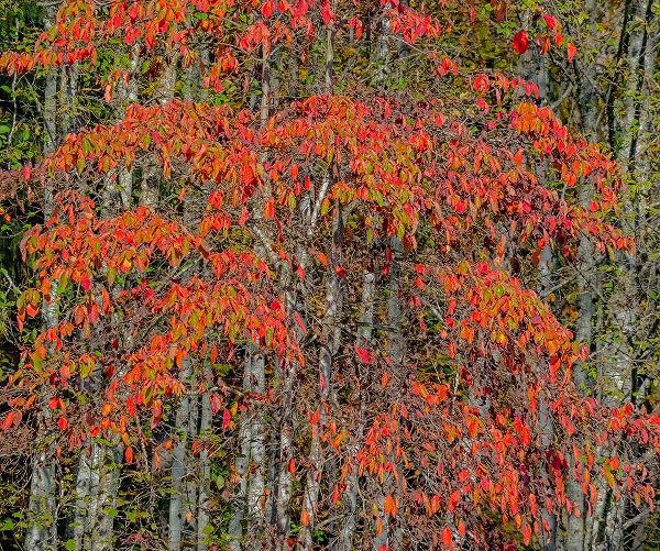 Gulin, Sylvia 아티스트의 USA-Washington State-Snoqualmie cherry trees in red with backdrop of Alder Tree Trunks작품입니다.